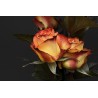 Картина на Жълто оранжева роза - k3063284 -PAGAGAL