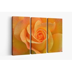 Картина на Цъфнала жълта роза - k3063414 -PAGAGAL