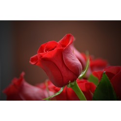 Картина на Червена роза - k3115353 -PAGAGAL