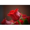 Картина на Червена роза - k3115353 -PAGAGAL