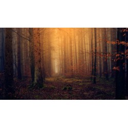 Картина на Борова гора в мъглявина - k31198261 -PAGAGAL