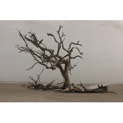 Картина на Дърво на брега - k3137482 -PAGAGAL