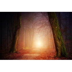 Картина на Пътека в мъглата - k3151869 -PAGAGAL