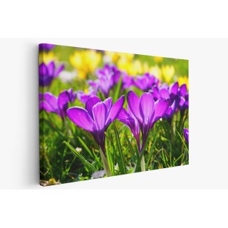 Картина на Лилави минзухари - k318293 -PAGAGAL