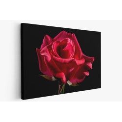 Картина на Красива червена роза - k320891 -PAGAGAL