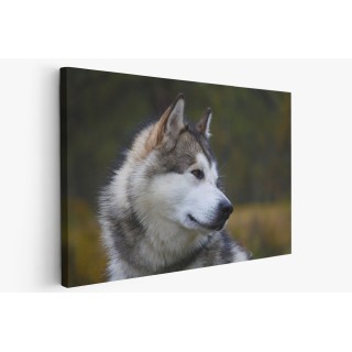 Картина на Хъски в близък план - k3231288 -PAGAGAL