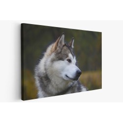 Картина на Хъски в близък план - k3231288 -PAGAGAL