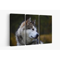 Картина на Хъски в близък план - k3231288 -PAGAGAL