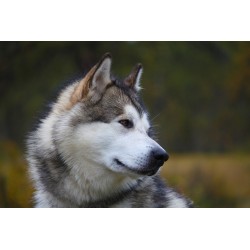 Картина на Хъски в близък план - k3231288 -PAGAGAL
