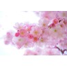 Картина на Вишневи цветчета - k324175 -PAGAGAL