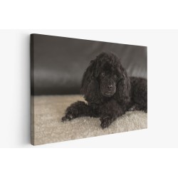 Картина на Черен пудел - k3294512 -PAGAGAL