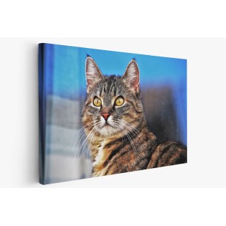 Картина на Загледан котарак - k3337027 -PAGAGAL