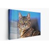 Картина на Загледан котарак - k3337027 -PAGAGAL