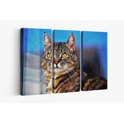 Картина на Загледан котарак - k3337027 -PAGAGAL