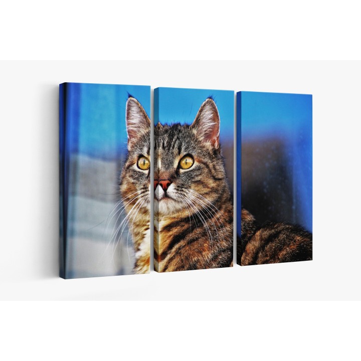 Картина на Загледан котарак - k3337027 -PAGAGAL