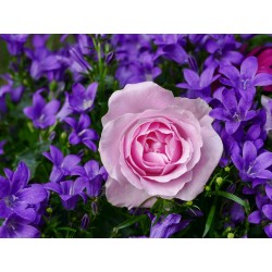 Картина на Роза сред сини цветя - k3352891 -PAGAGAL