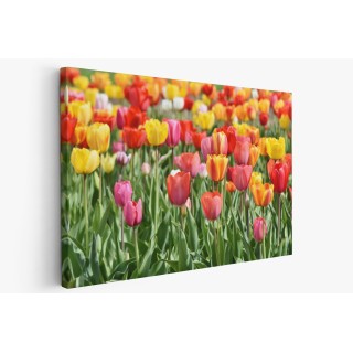 Картина на Картина - k3359902 -PAGAGAL