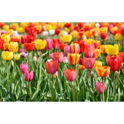 Картина на Картина - k3359902 -PAGAGAL