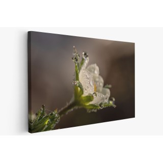 Картина на Картина - k3402550 -PAGAGAL