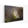Картина на Картина - k3402550 -PAGAGAL