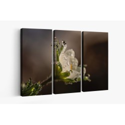 Картина на Картина - k3402550 -PAGAGAL