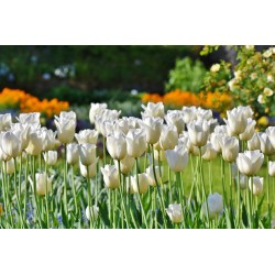 Картина на Картина - k3406530 -PAGAGAL