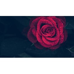 Картина на Картина - k3407234 -PAGAGAL