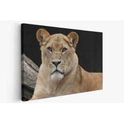 Картина на Картина - k341717 -PAGAGAL