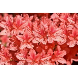 Картина на Картина - k3431253 -PAGAGAL