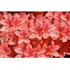 Картина на Картина - k3431253 -PAGAGAL