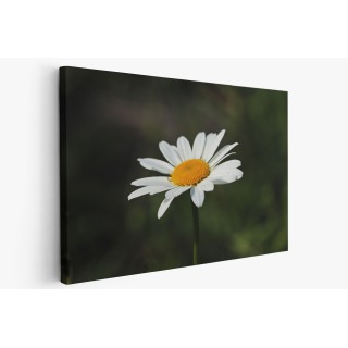 Картина на Картина - k3471286 -PAGAGAL
