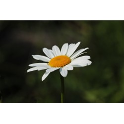 Картина на Картина - k3471286 -PAGAGAL