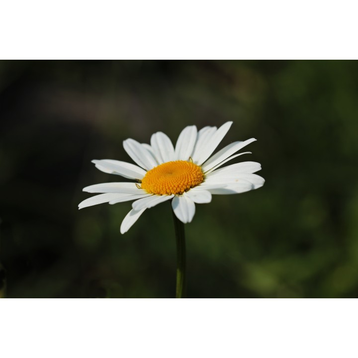Картина на Картина - k3471286 -PAGAGAL
