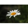 Картина на Картина - k3471286 -PAGAGAL