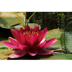 Картина на Картина - k3478924 -PAGAGAL