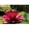 Картина на Картина - k3478924 -PAGAGAL