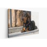 Картина на Картина - k3480930 -PAGAGAL