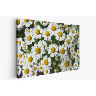 Картина на Картина - k3489847 -PAGAGAL