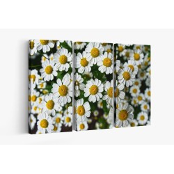 Картина на Картина - k3489847 -PAGAGAL