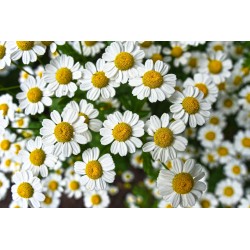 Картина на Картина - k3489847 -PAGAGAL