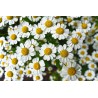 Картина на Картина - k3489847 -PAGAGAL