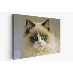 Картина на Картина - k3504008 -PAGAGAL