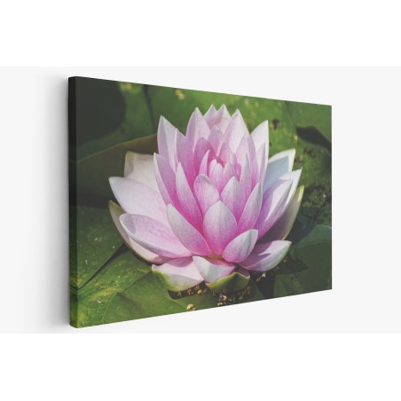 Картина на Картина - k3504363 -PAGAGAL