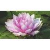 Картина на Картина - k3504363 -PAGAGAL