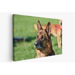 Картина на Картина - k3521155 -PAGAGAL