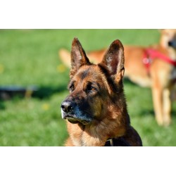 Картина на Картина - k3521155 -PAGAGAL