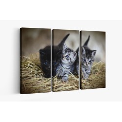 Картина на Картина - k3535404 -PAGAGAL