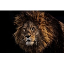 Картина на Картина - k3574819 -PAGAGAL