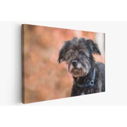 Картина на Картина - k3656996 -PAGAGAL