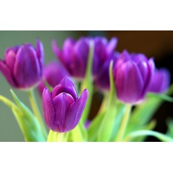Картина на Лилави лалета - k7897185 -PAGAGAL